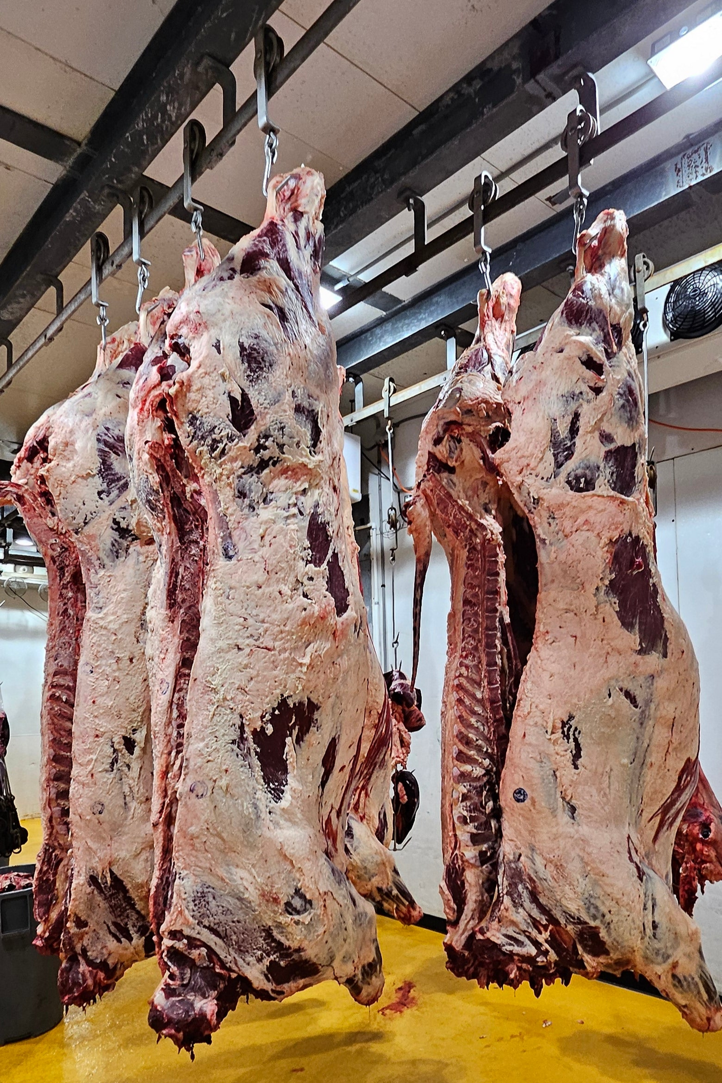Half or Whole Beef