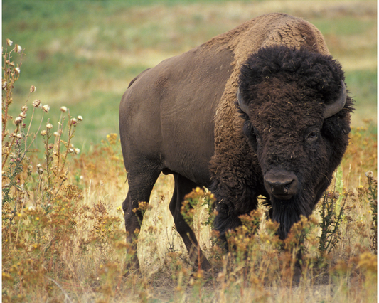 Process - Buffalo - USDA